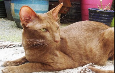 Oriental – Cinnamon and Fawn Cat Breed